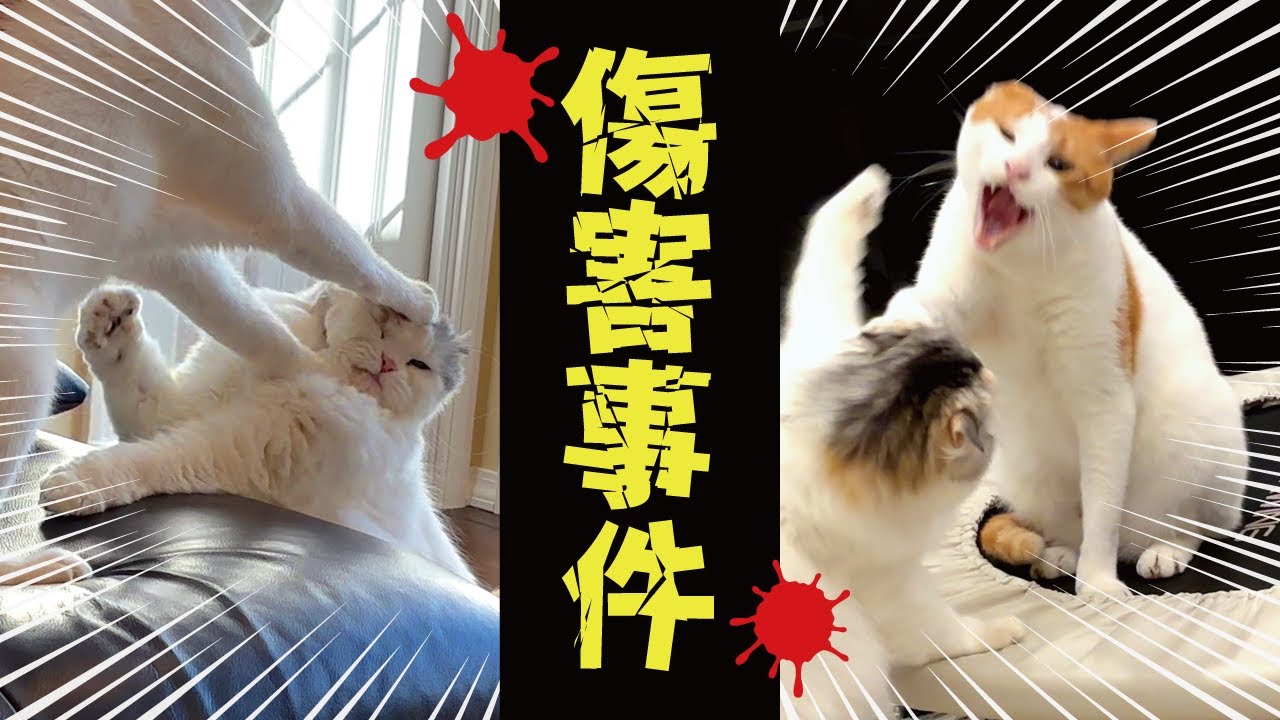 最近猫たちの様子がおかしくなった気がします…【関西弁でしゃべる猫】【猫アテレコ】