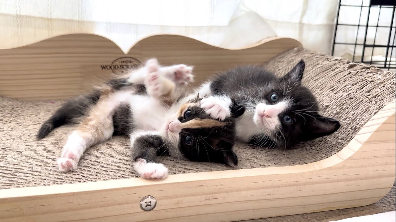 邪魔されながらも一生懸命毛繕いをする子猫【ポノfam物語#16】Kitten grooming hard while being disturbed.