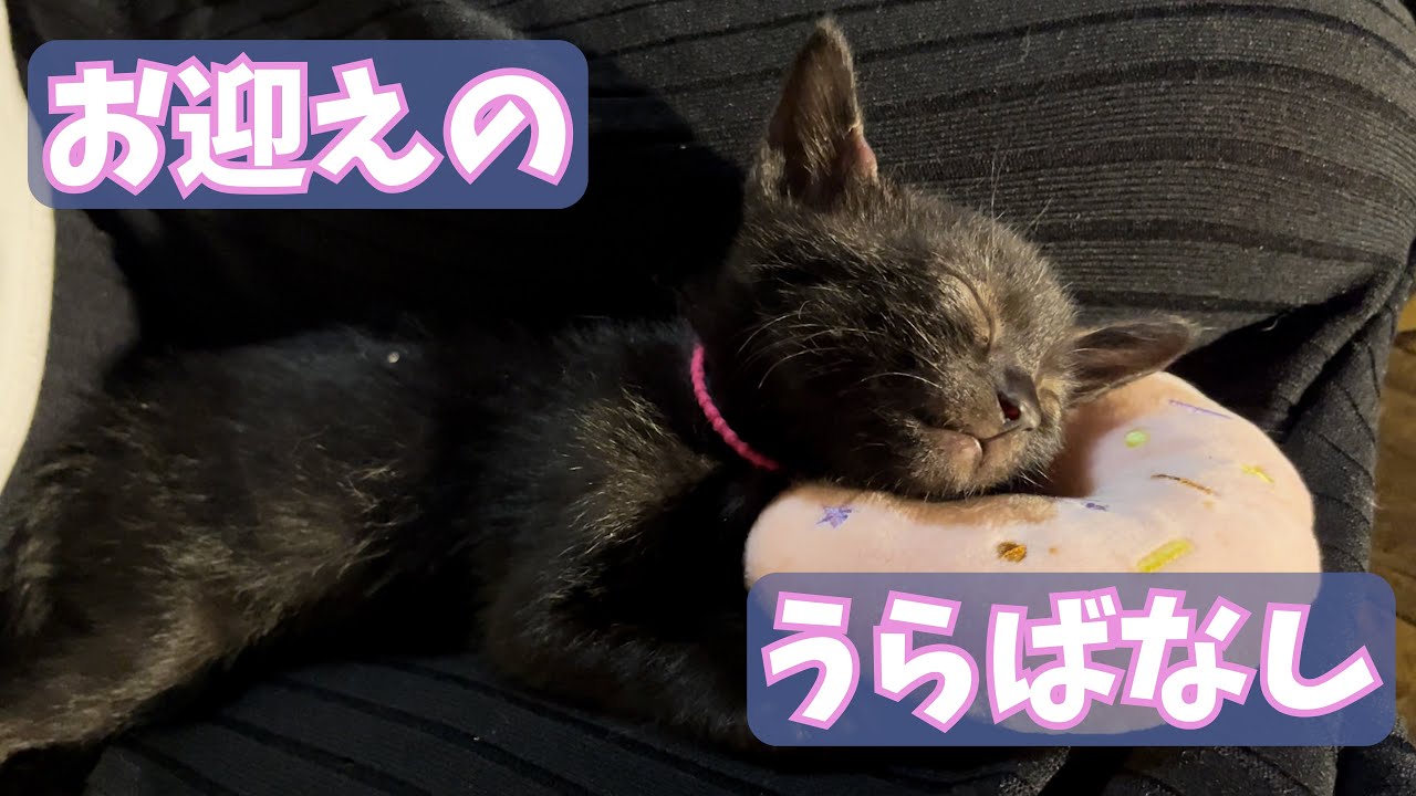 ビニール紐で遊ぶぽんずと名前の由来のおはなし