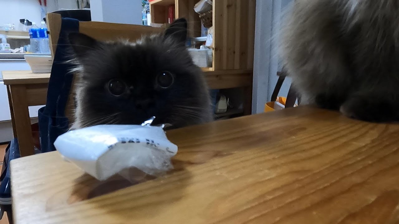 【ヒマラヤン】【猫】机の上のゴミが気になって仕方がない！落としのグリン登場！#cat　#猫
