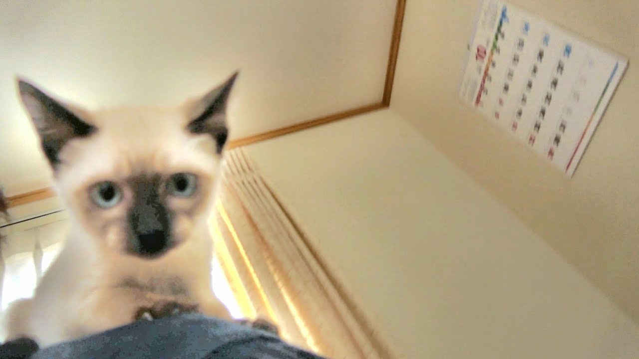 肩によじ登って来たシャム子猫に下りてと頼んだら左右に逃げられ💦