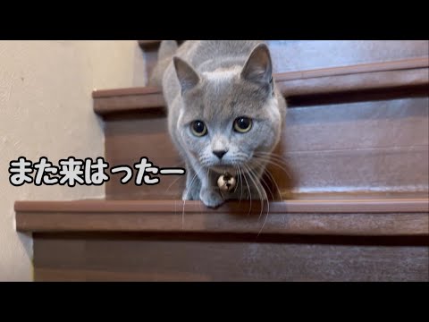 猫6匹と実家に帰ったら新入り猫がスタンバイして待っててくれました