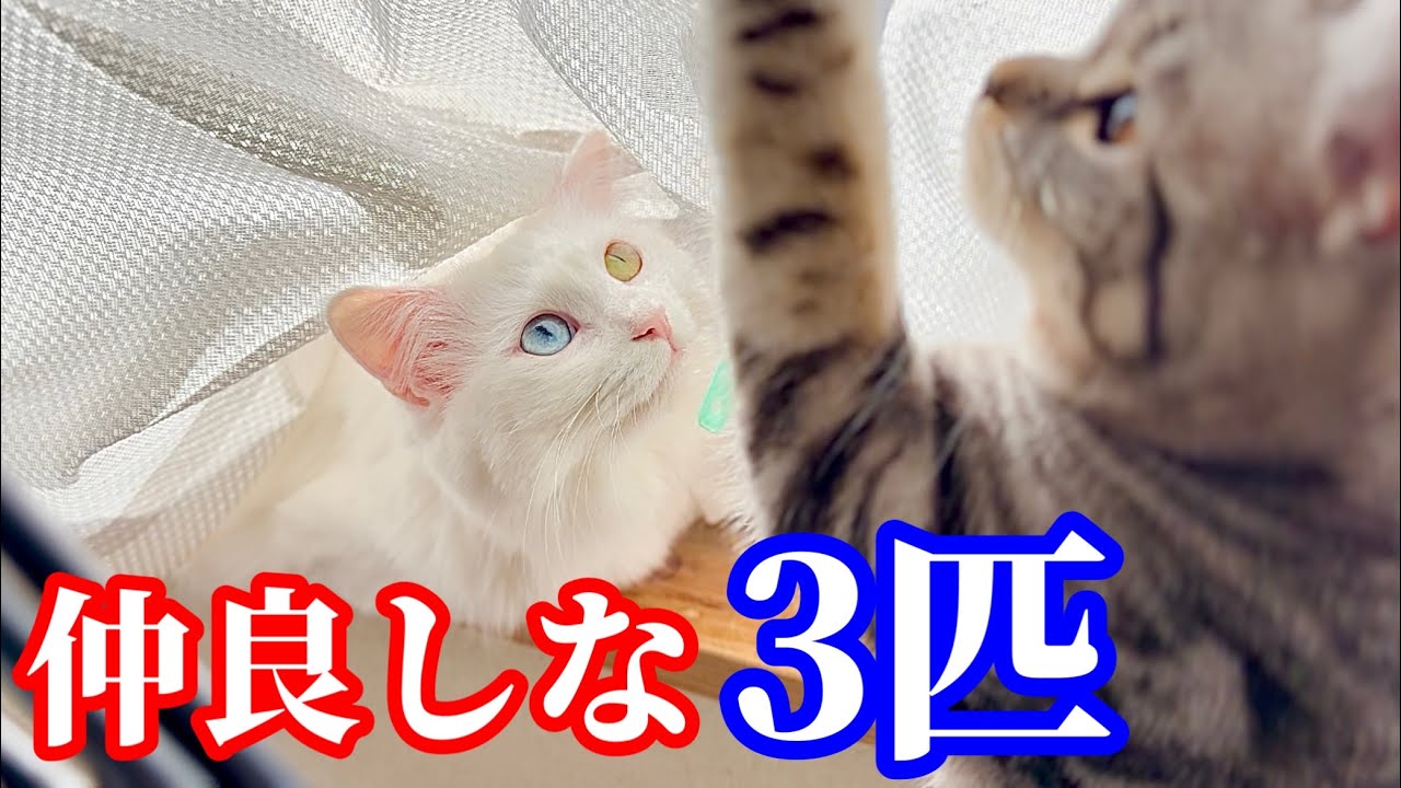 仲良しなオッドアイ白猫とマンチカン子猫と…