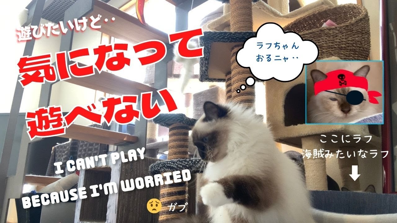 繊細なバーマン猫のガブ【気になって遊べない】I can’t play because I'm worried（バーマン猫）Birman/Cat