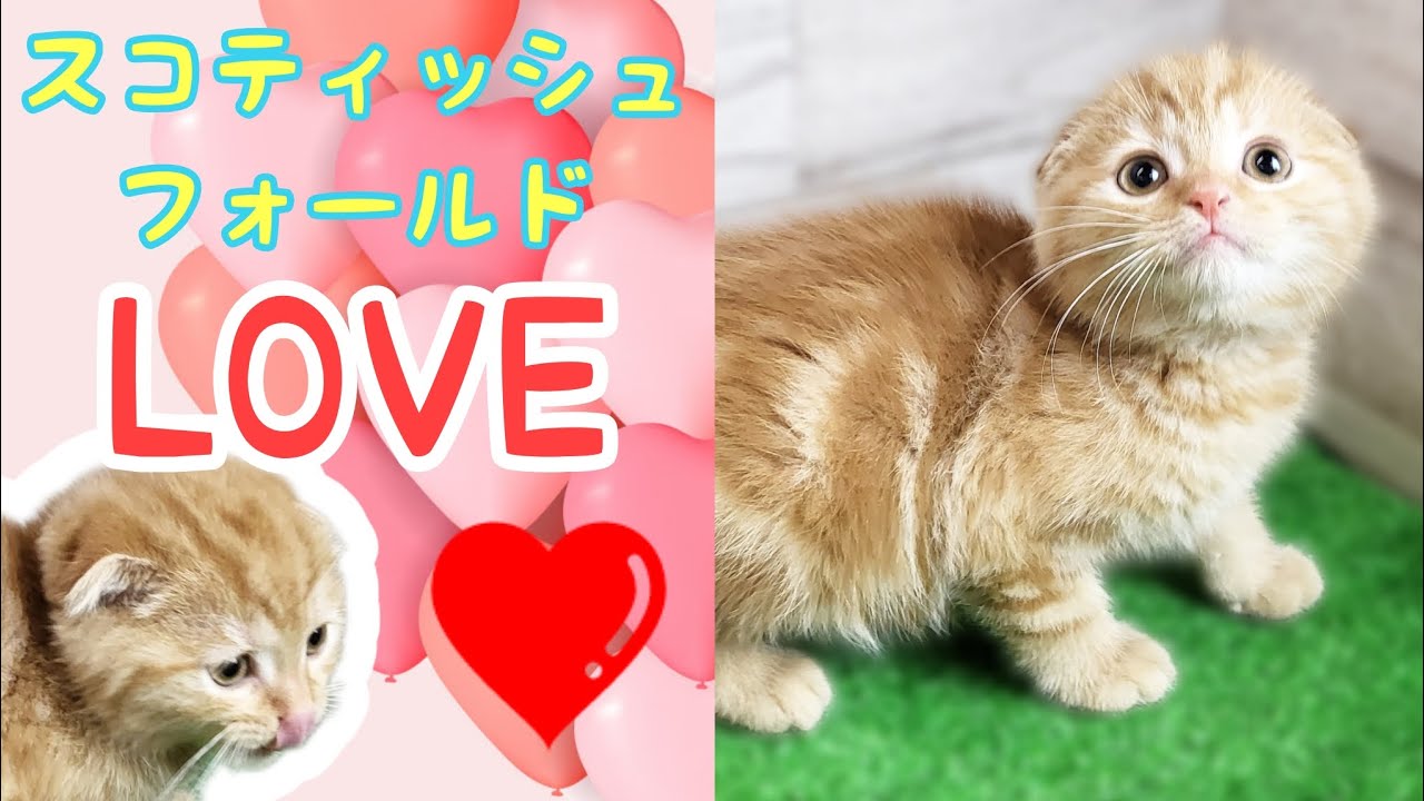 スコティッシュフォールド・仔猫【Mitten府中店】