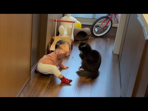 三日ぶりの飼い主と離れたくなくて扉の前で待つ猫　ラガマフィン　Cat waiting for owner in front of the door