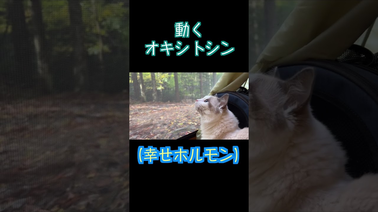 ラグドールのぽこにゃとの日常動画#shorts #ragdoll #猫 #cat