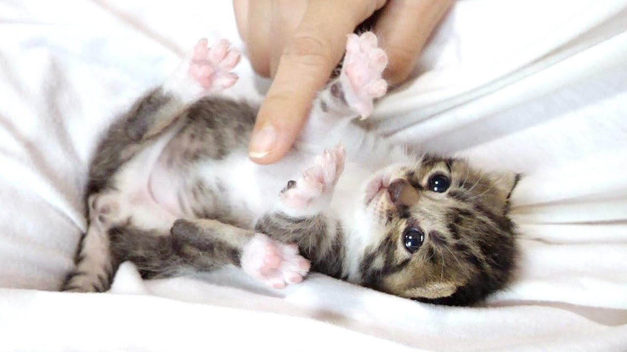 もちょもちょ動く子猫たちがかわい過ぎてにやにやしてしまう動画です【赤ちゃん猫　保護猫】