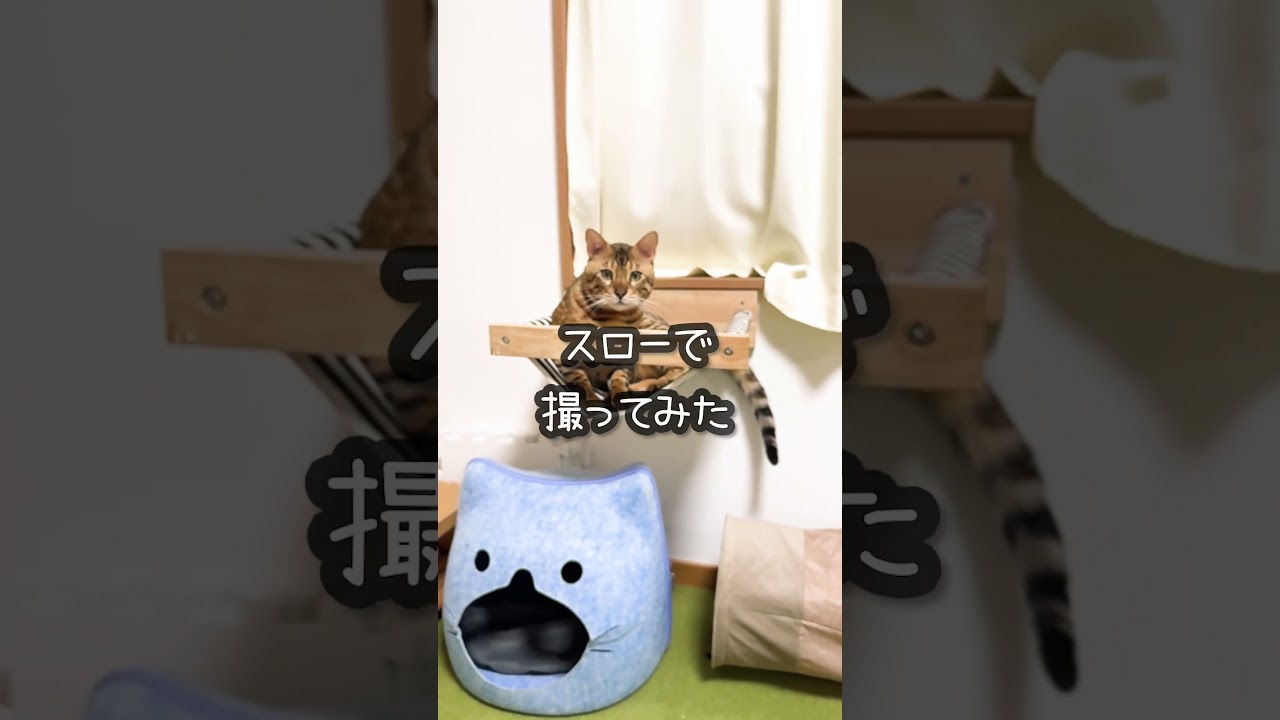 猫がキャッチを失敗する瞬間を捉えたい #shorts #ベンガル #猫