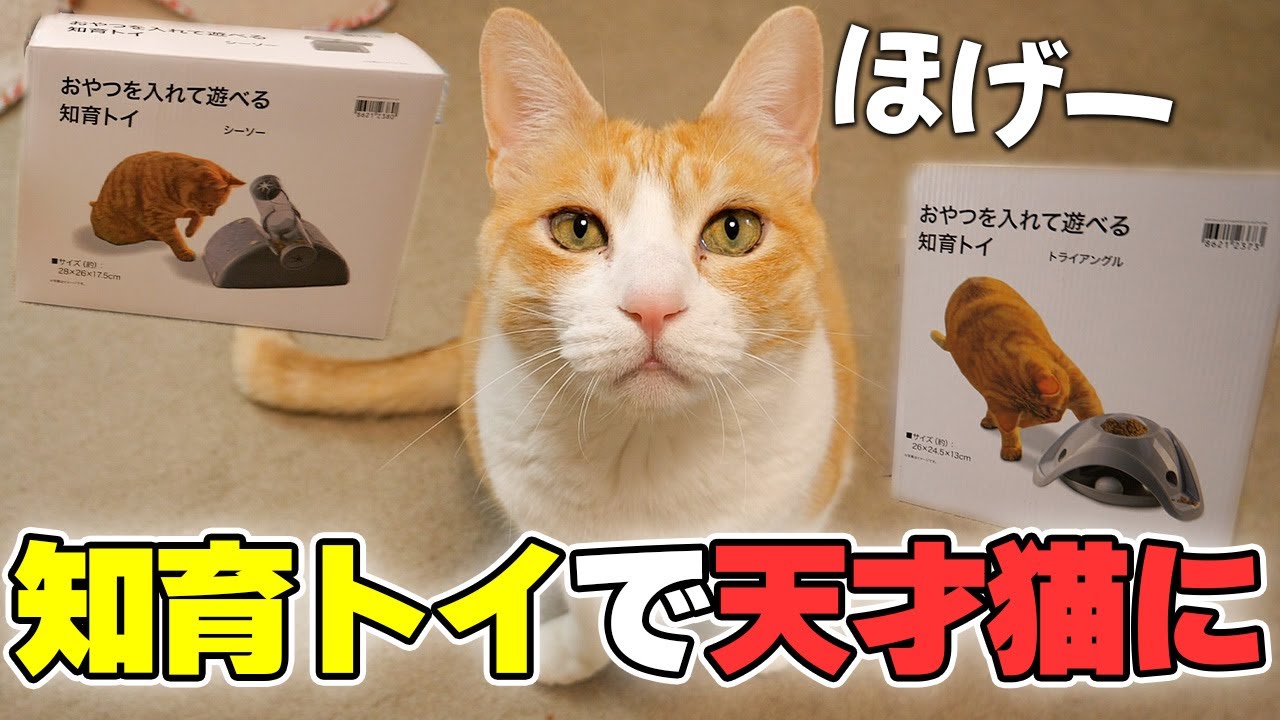 猫の知育グッズを使えば本当に猫は賢くなるのか検証した結果…