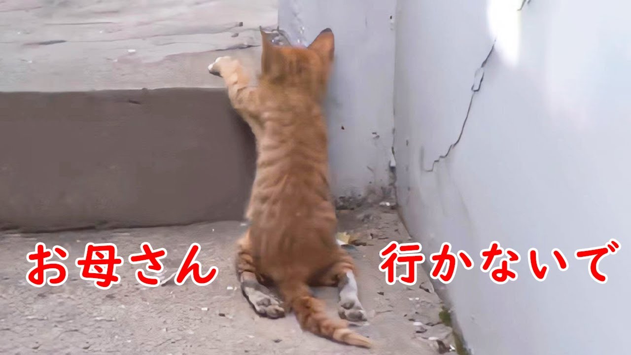 母猫は "残酷 "にも障害を持つ子猫を捨てたが、真実を知った人々はただ無言のまま涙を流した【感動】
