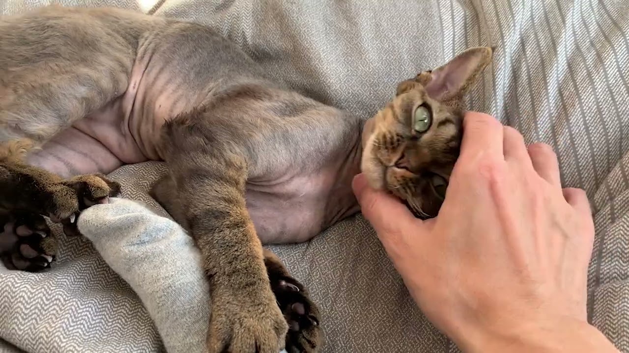 デボンレックス弟が私の昼寝を邪魔しにきました(Devon Rex cat interrupts my nap)