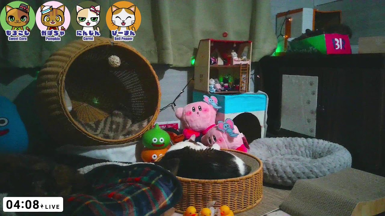 Old Cats Live Cam  - Tokyo Japan