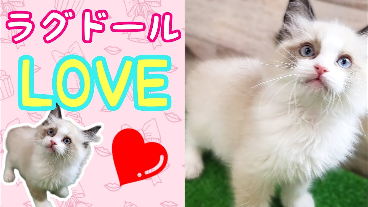 ラグドール・仔猫【厚木下荻野店】