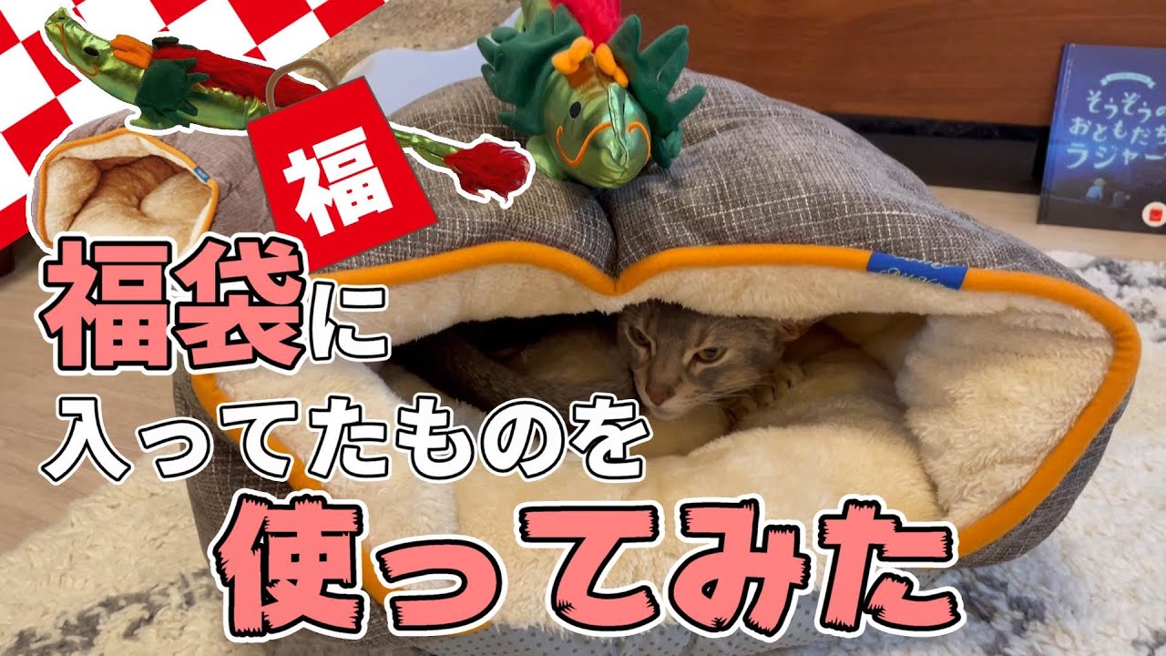 猫福袋に入ってたものを使ってみたらうちの猫さんの反応は…？