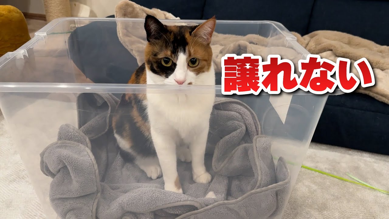 地域猫たち用に買った家をベルちゃんに奪われました