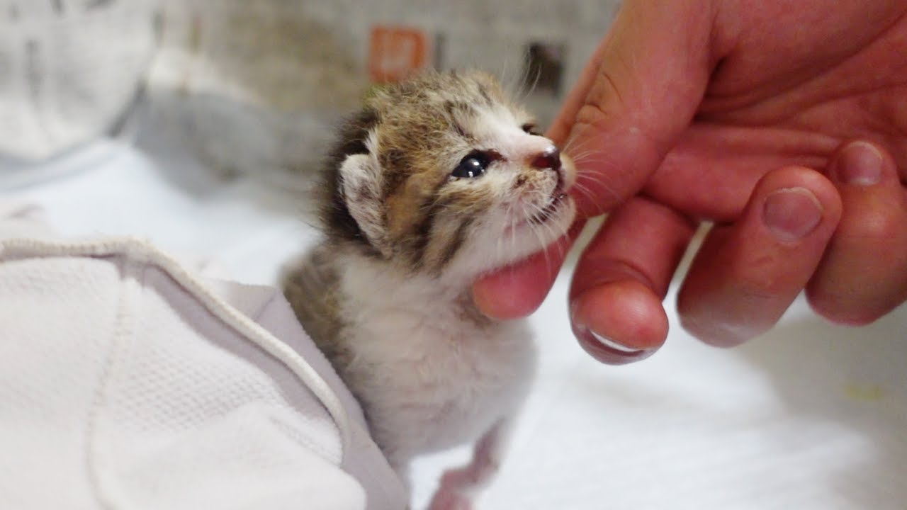 大雨のなか救出した子猫は眠くなると文句を言い出します…笑