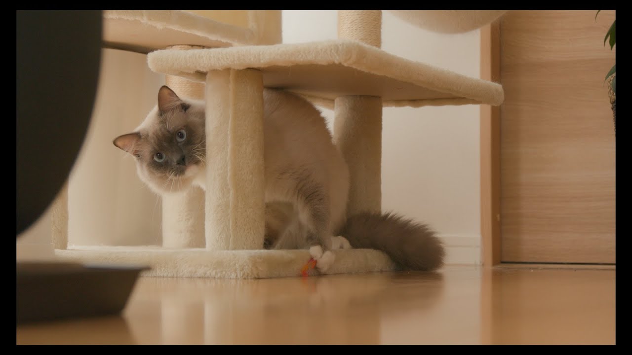 猫とは思えないラグドールの遊び