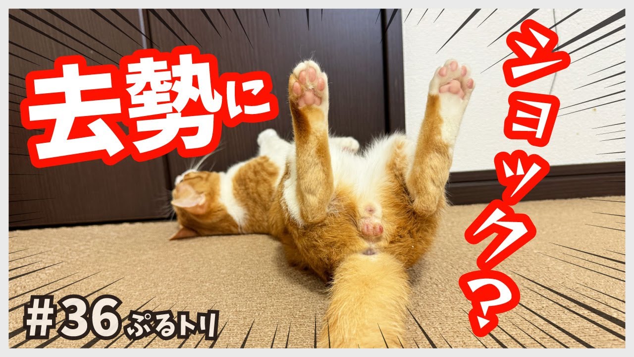 【子猫 手術】ひっくり返る！保護した子猫２匹の自慢のタマタマが無くなりショック…？/ ぷるトリ36