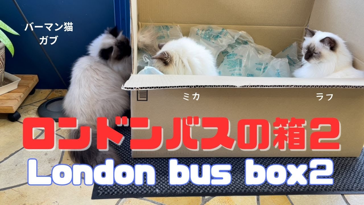 バーマン猫ミカとラフとガブ【ロンドンバスの箱２】London bus box 2（バーマン猫）Birman/Cat