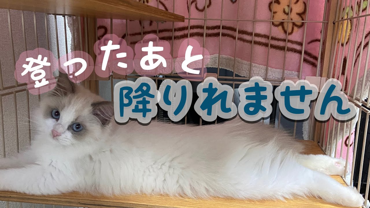 登ったら降りられない子猫のラグドールにお助けの手を