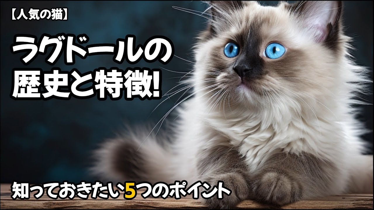 【人気の猫】ラグドールの歴史と特徴！知っておきたい5つのポイント