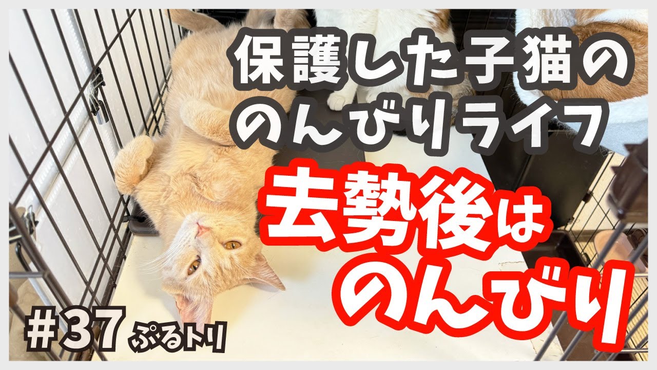 【子猫 去勢後】環境の変化が苦手な保護猫は地響き鳴らして通常運転‥。/ ぷるトリ37