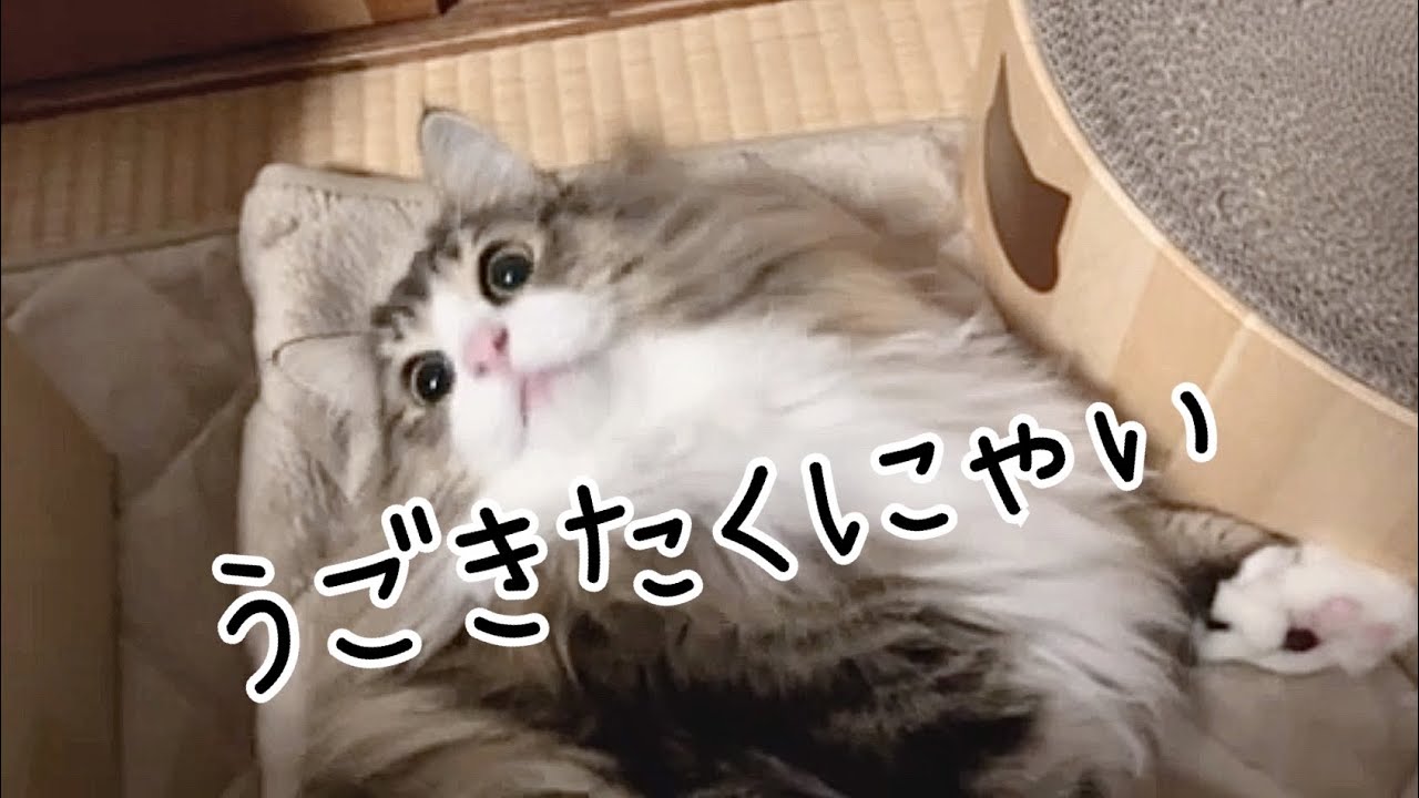 【美猫計画】ぽっちゃり猫さん、ダイエットに励む【ノルウェージャンフォレストキャット】 #cat #猫　Chubby cat works hard on diet