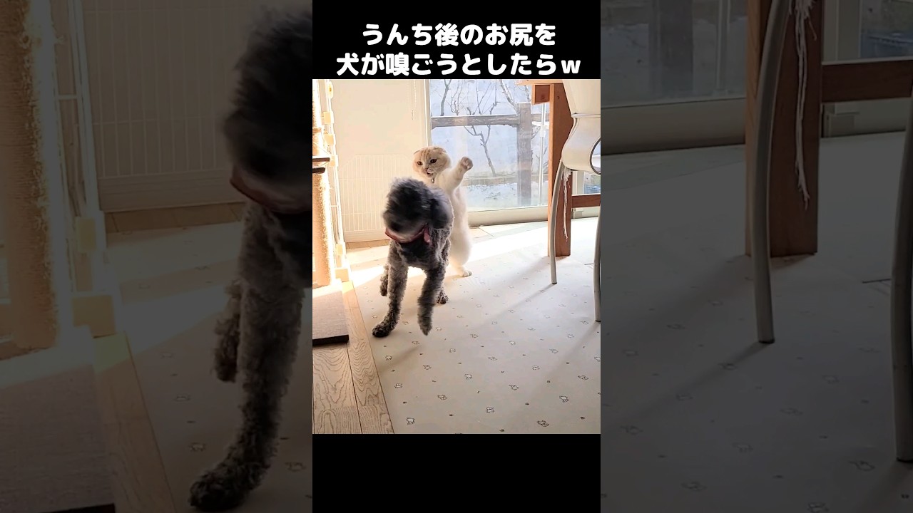 猫のうんち後のお尻を犬が嗅ごうとしたらこうなった...笑#shorts