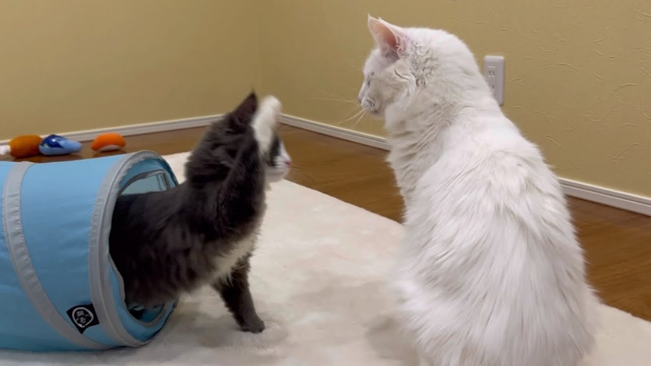 【遊ぼ♡】ご機嫌な時は遊んでくれる、テンション高めなターキッシュアンゴラ兄ちゃんwww