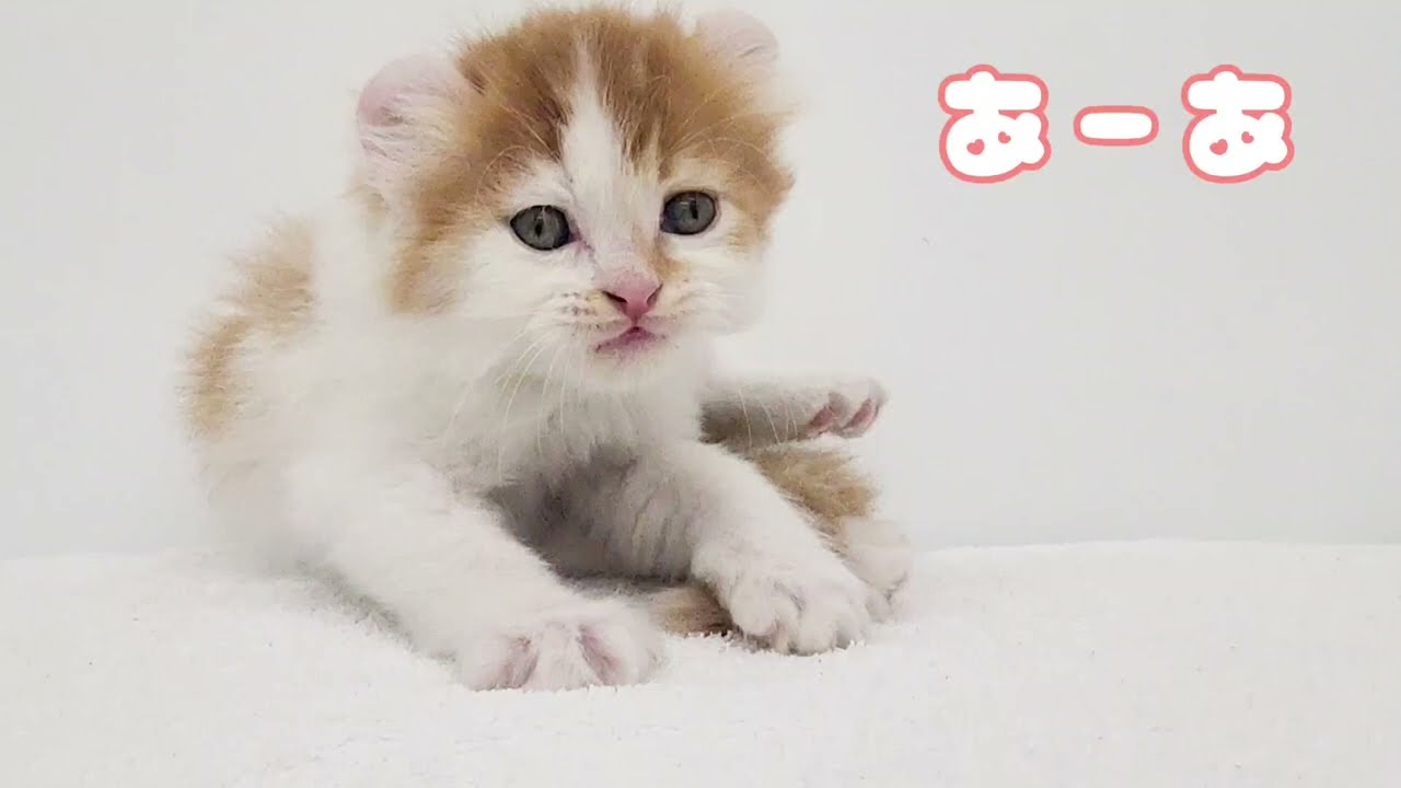 【アメリカンカール】のんびりゴロゴロ