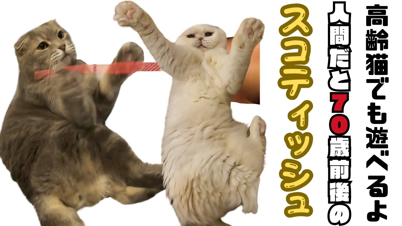 スコティッシュフォールドの高齢猫おもちゃで遊べる驚異の猫（保護猫カフェ森のねこ舎）淡路Older Scottish Folds play a lot.