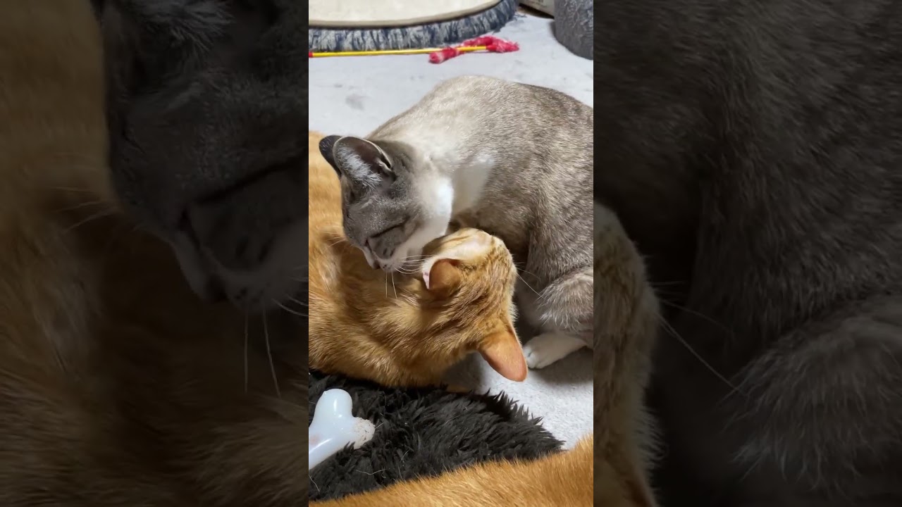 妹猫と毛づくろいし合う猫に癒されます…　#shorts