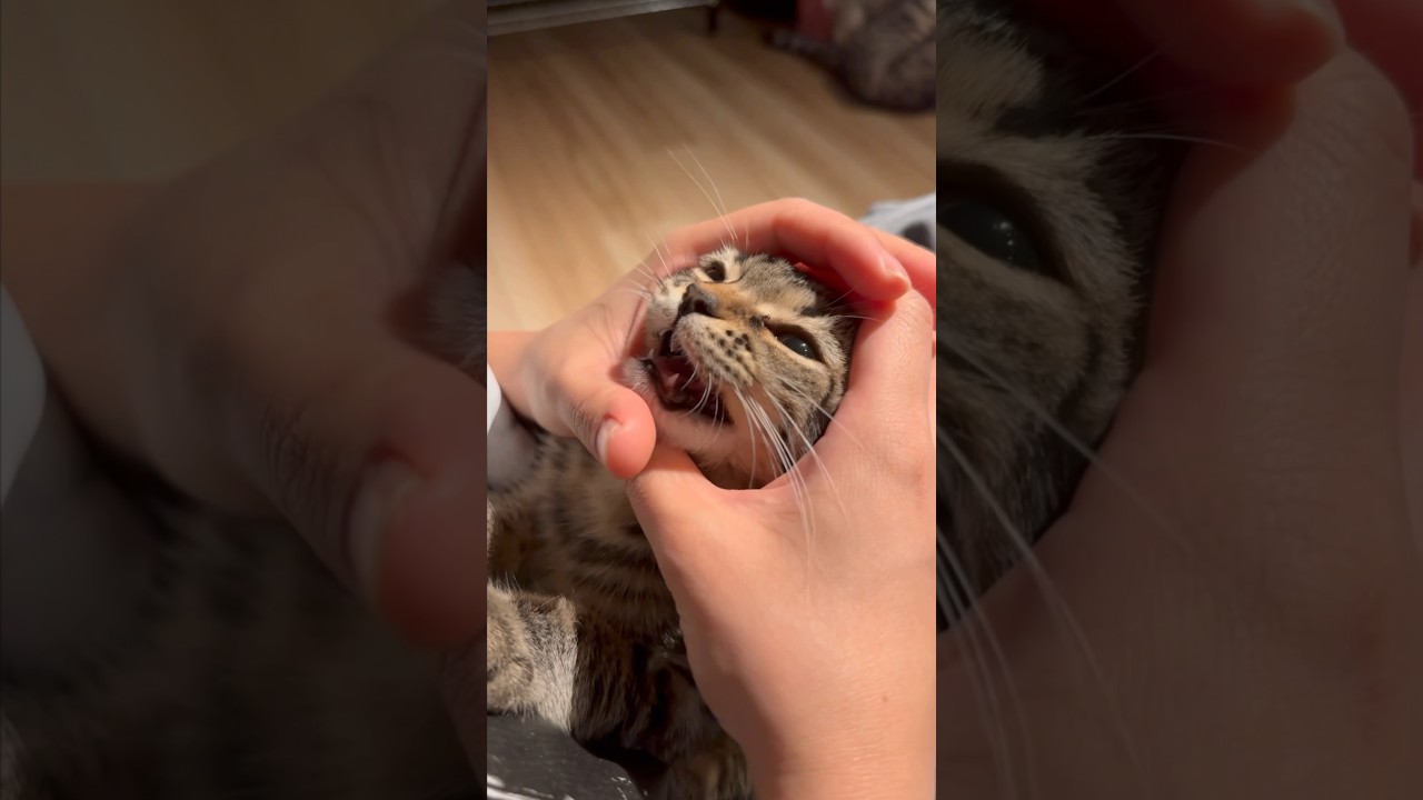 【猫動画】愛する子猫が可愛過ぎて悶絶する飼主たちwww #shorts