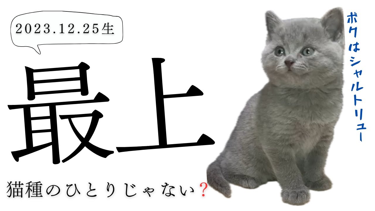 生後40日【シャルトリュー子猫】アイドル的猫種