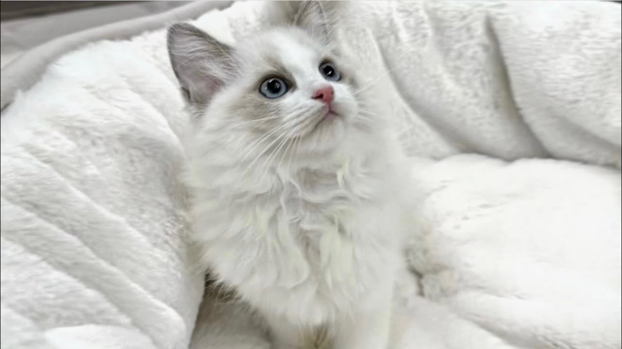 【お迎え初日】生後3ヶ月のラグドールの子猫をお迎えしました！