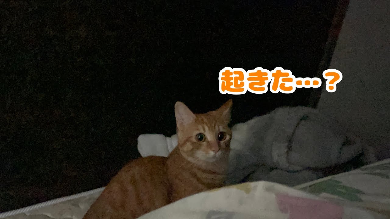 【保護猫】飼い主が起きるのを待つ子猫がこちらです