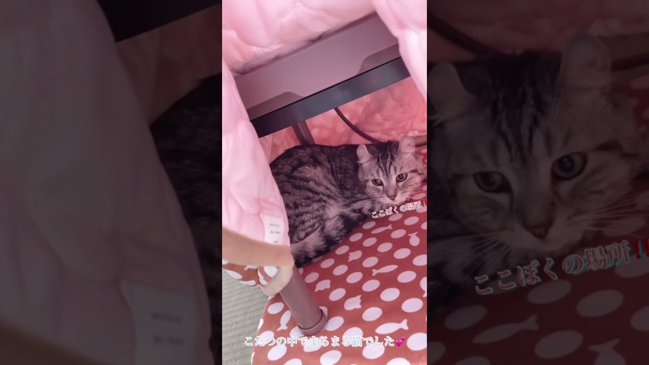 「アメリカンカール⭐︎マンチカン」猫専用のこたつで過ごすのり太が可愛いくて癒される🥰❤️