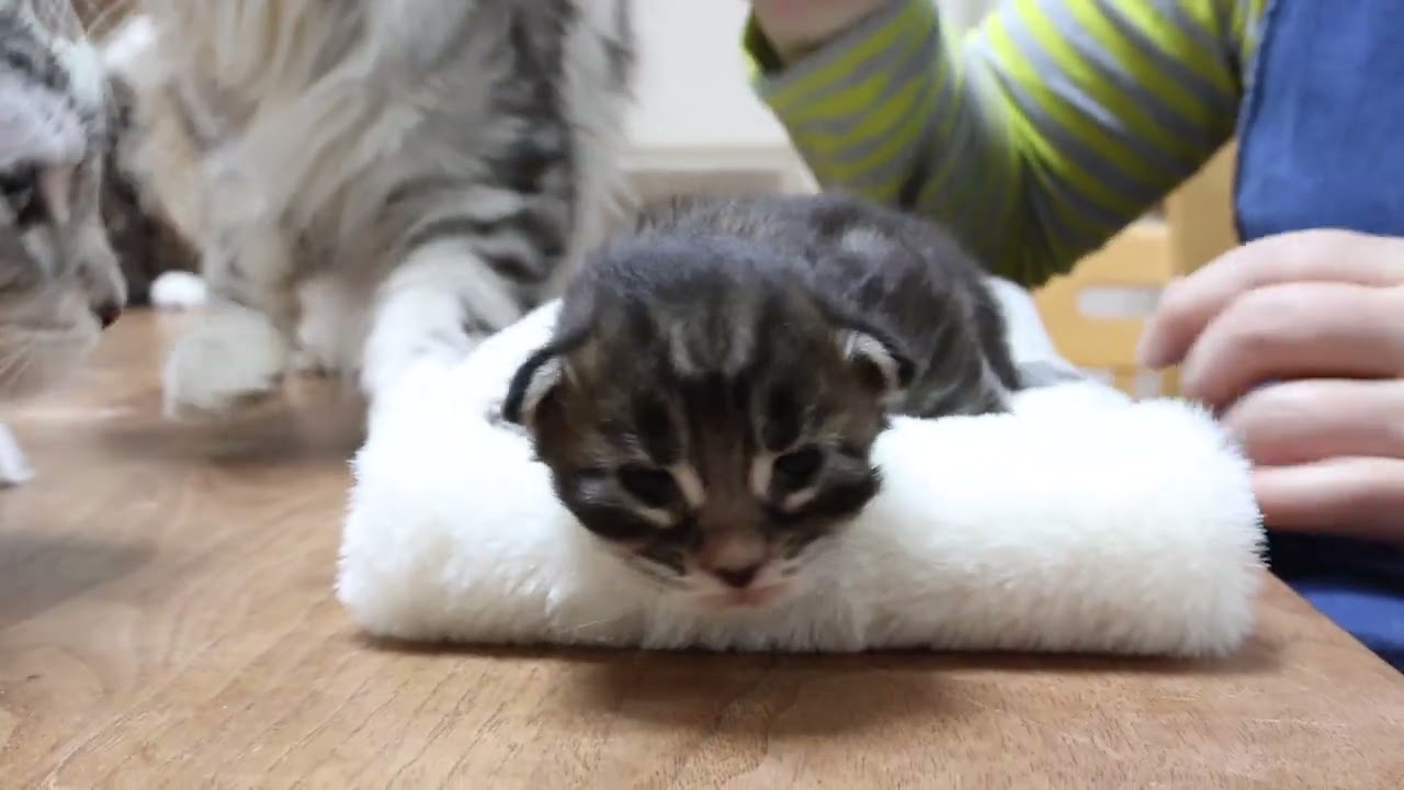 生後13日メインクーン子猫の俊平君