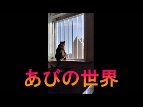 ネコ動画あび＃2942　あびの毎日　アビシニアン　あび