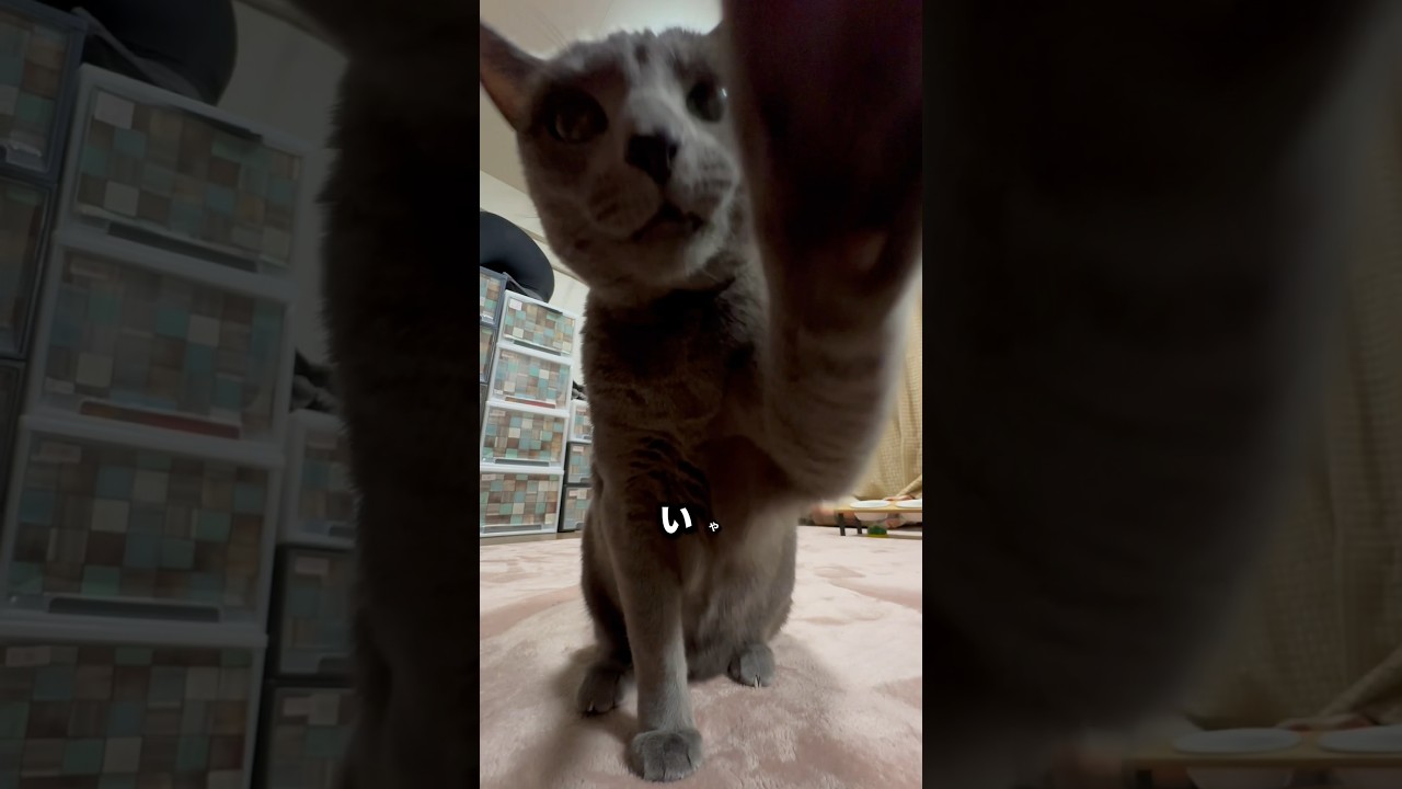 【ロシアンブルー】今朝のめろん...拒否激しめ🫢【猫】#shorts