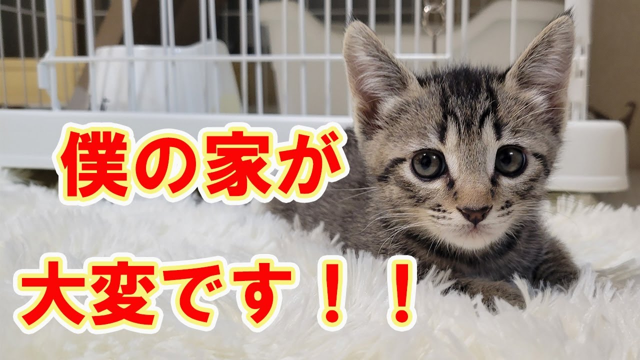 【保護猫】レスキューした子猫㊳ケージとこたつを準備していたら…