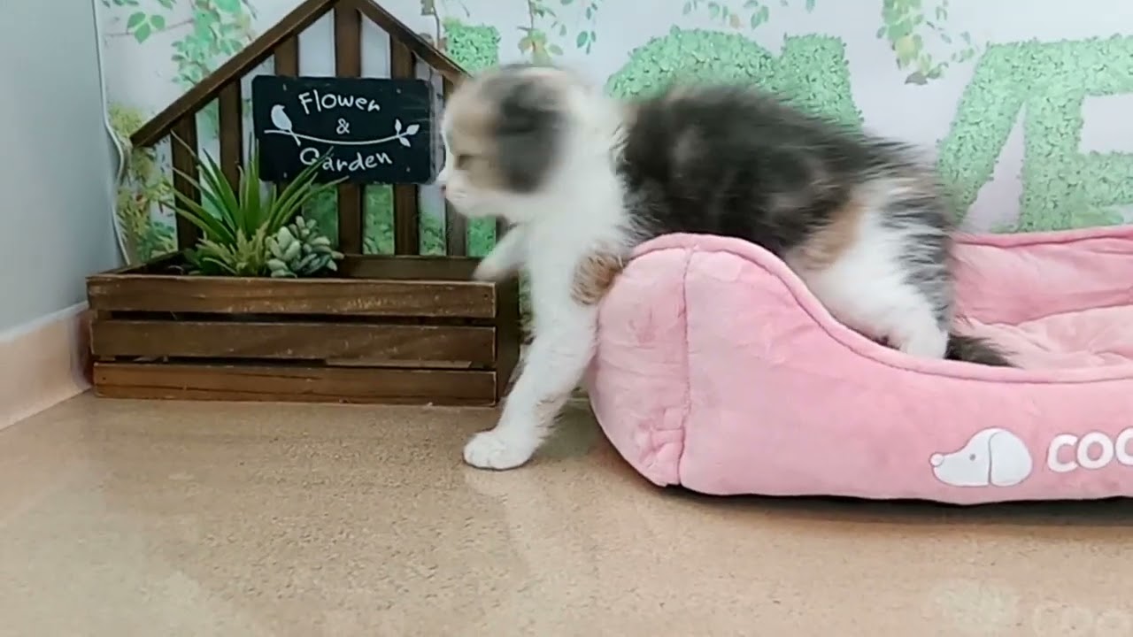 663913 スコティッシュフォールド