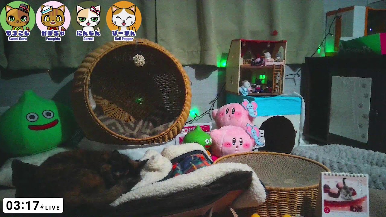 Old Cats Live Cam  - Tokyo Japan
