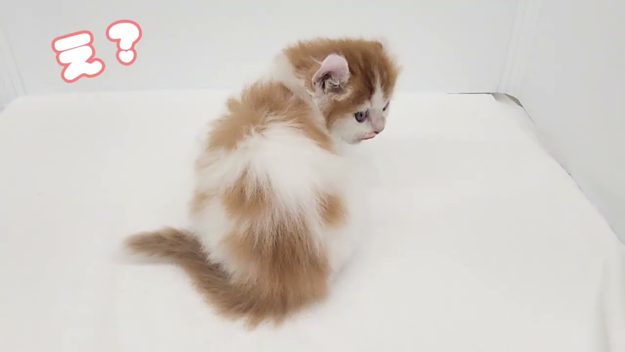 【アメリカンカール】もぐもぐタイム