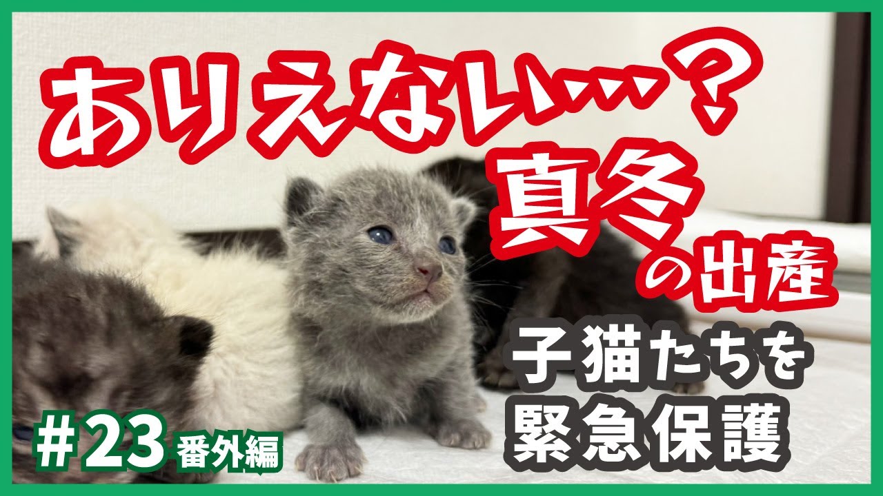 【真冬に生まれた子猫たち】季節外れの出産は生命の危機‥、でも保護した赤ちゃん猫たちは可愛い。（ねこせんチャンネル・番外編23）