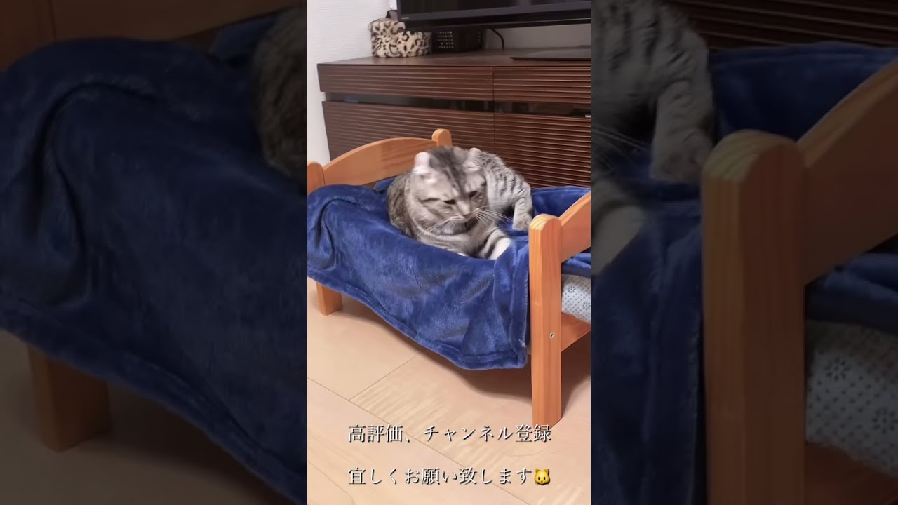 「アメリカンカール⭐︎のり太」自分用のベッドを整える猫の姿が可愛いすぎる🐱