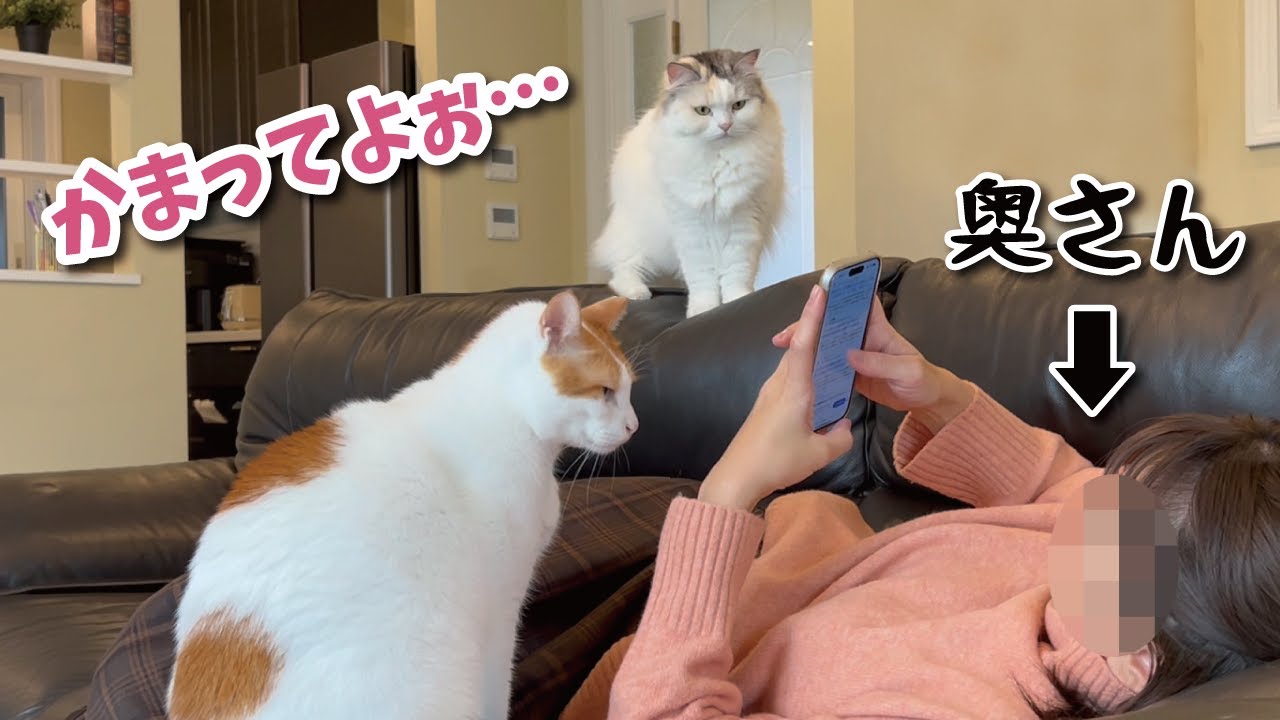 かまってほしい猫たちをガン無視する奥さん…実はこんな秘密が…【関西弁でしゃべる猫】【猫アテレコ】