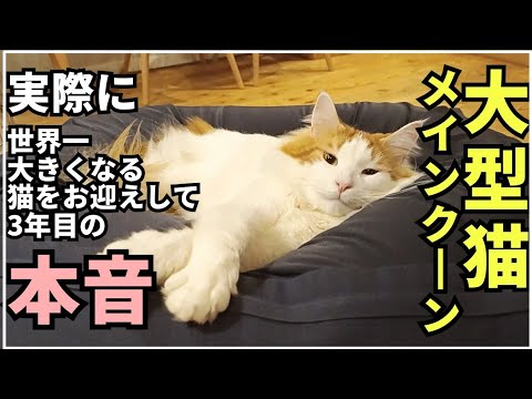 【実際飼うの大変？】メインクーンを飼って3年目丨悩んだ事TOP３