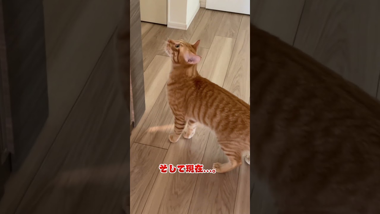 六男ぱんくん”おしゃべりシーン”まとめww #shorts #funny  #猫 #吾猫